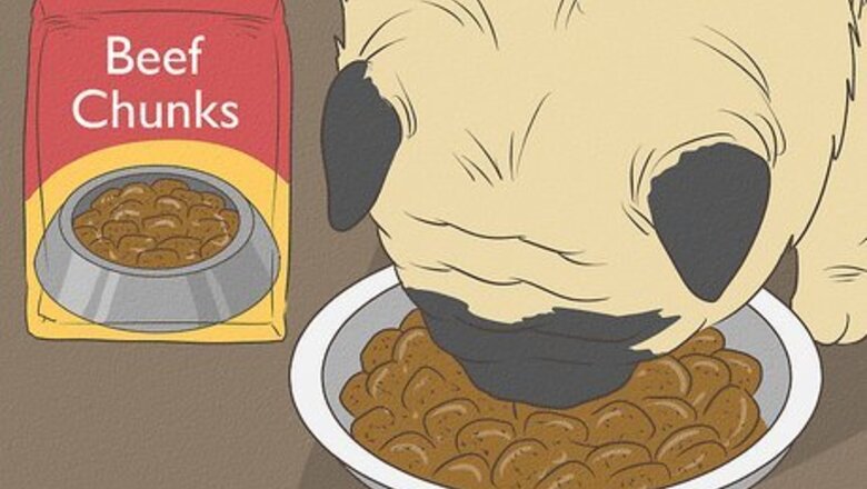 How to Live with a Pug Dog