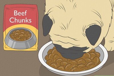 How to Live with a Pug Dog