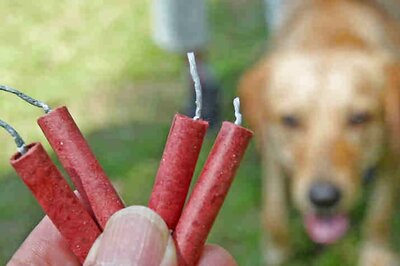 Over 40 Calls in 48 Hrs for 'Injured & Distressed' Animals Due to Diwali Firecrackers, Says Official