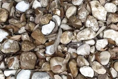 Optical Illusion: Spot The Wedding Ring In This Pile Of Pebbles
