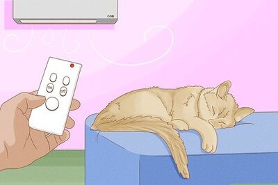 How to Cool Your Cat Down in the Summer
