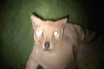 Man Shares Pics Of Extinct Tasmanian Tiger, Internet Calls Them Fake