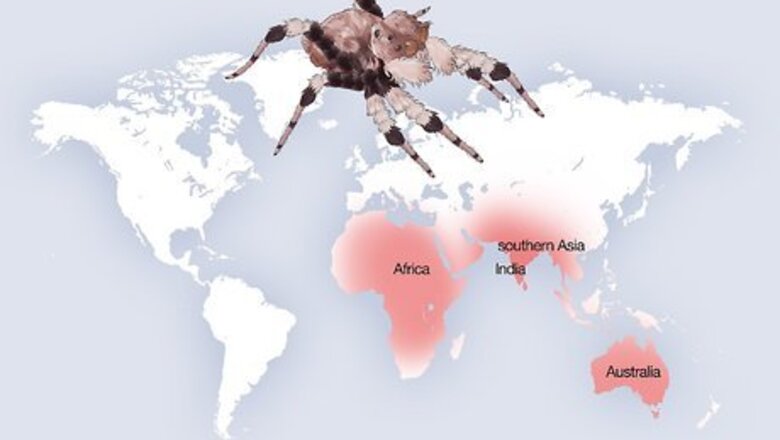 How to Identify a Portia Spider