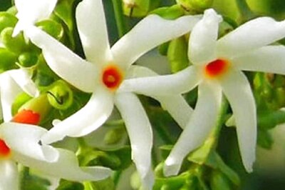Treating Cold and Fever to Controlling Diabetes, Six Benefits of Shiuli or Night Jasmine