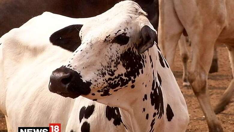Man Thrashed by Suspected Cow Vigilantes Dies in Ahmadabad