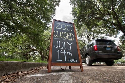 Jaguar Escapes Habitat at New Orleans Zoo; Moves Enclosure to Enclosure Killing 4 Alpacas, Emu, Fox