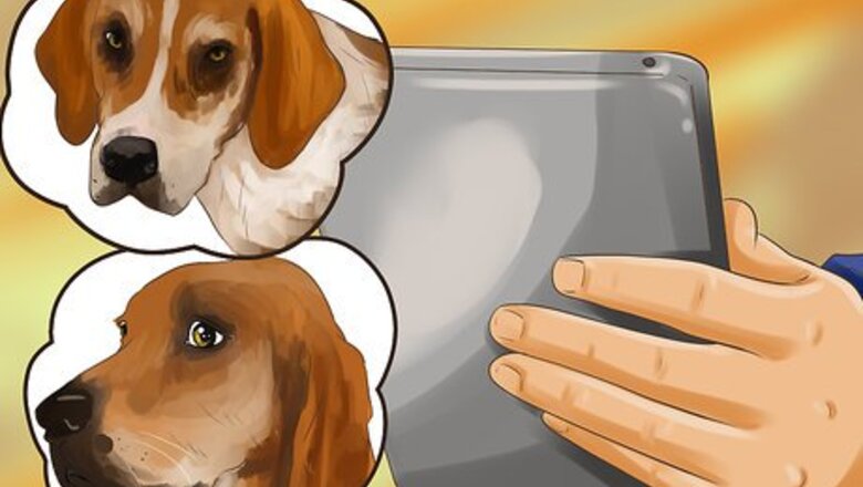 How to Adopt a Hound Dog