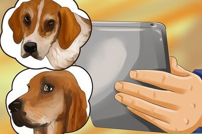 How to Adopt a Hound Dog