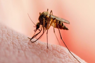 'Mosquito Tornado' Spotted Over River in Pune, Viral Video Stuns People | WATCH