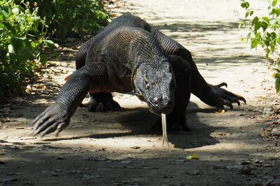 Man Tries to Smuggle Komodo Dragons, Pythons Through Thailand Airport, Arrested