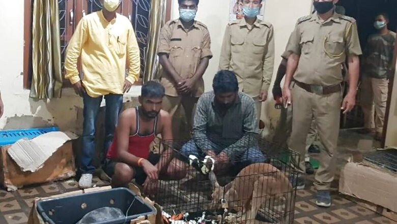 Exotic Animals Including Baby Kangaroo, Aldabra Tortoises Seized in Assam