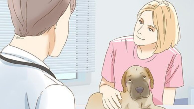How to Treat Canine Acne