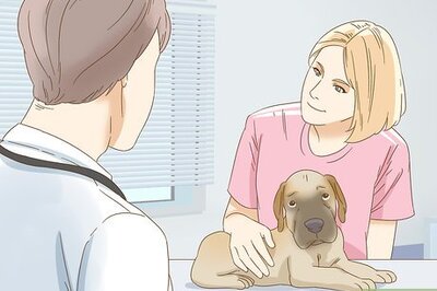How to Treat Canine Acne
