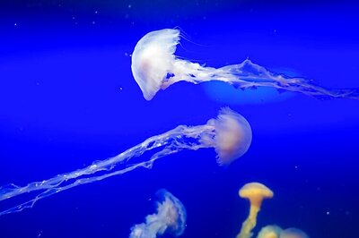 For years, science was wrong on jellyfish motion