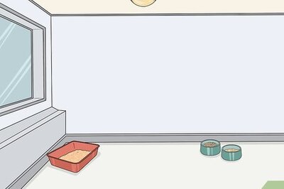 How to Tame a Feral Cat