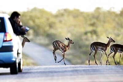 Go on safari with Google