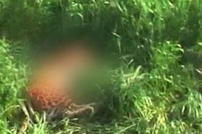 Angry Dhar villagers lynch leopard