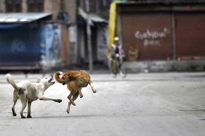 Stray Dogs Kill One More in Sitapur Despite Drone Measures; Death Toll 14