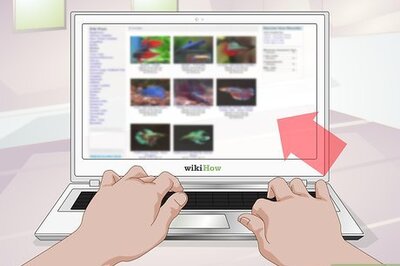 How to Take Care of a Betta Fish