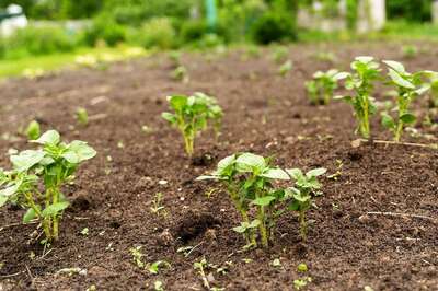 This Infection-Free Indigenous Crop with Bright Color Medicinal Values is Grown by Only One Farmer