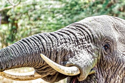 63,000 Animals, Including 4 Asiatic Lions and 73 Elephants, Died on Rail Tracks from 2017-2018 to 2020-21: CAG