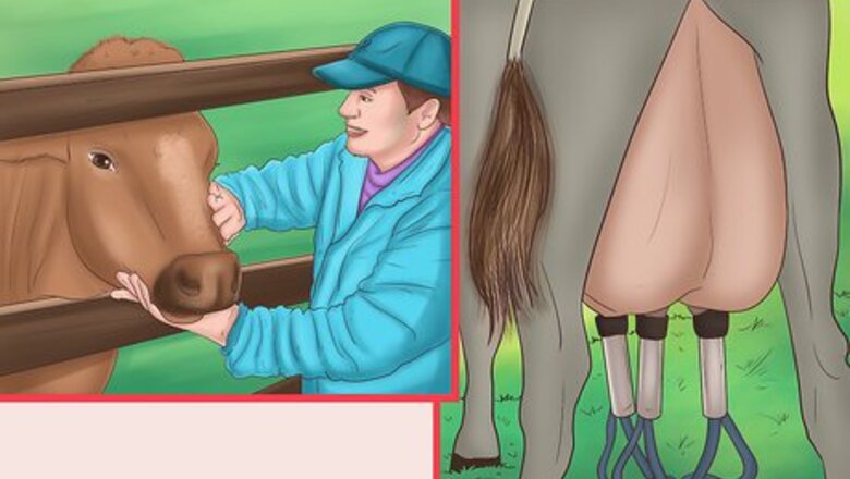 How to Visit a Dairy Farm