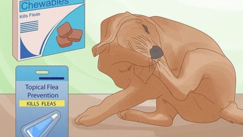 How to Solve Your Dog's Skin and Scratching Problems