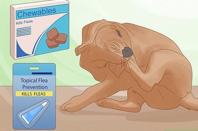 How to Solve Your Dog's Skin and Scratching Problems