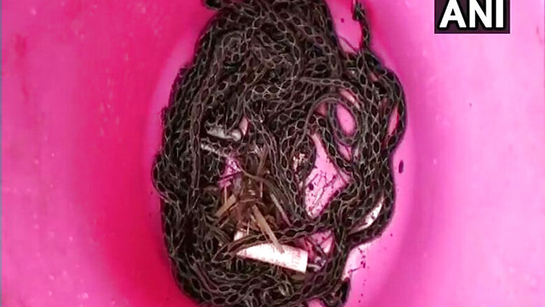 60 Russell's Viper Snakes Found in Govt School's Kitchen in Maharashtra