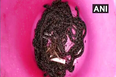 60 Russell's Viper Snakes Found in Govt School's Kitchen in Maharashtra