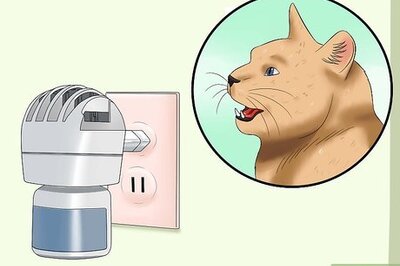 How to Deal With a Female Cat in Heat