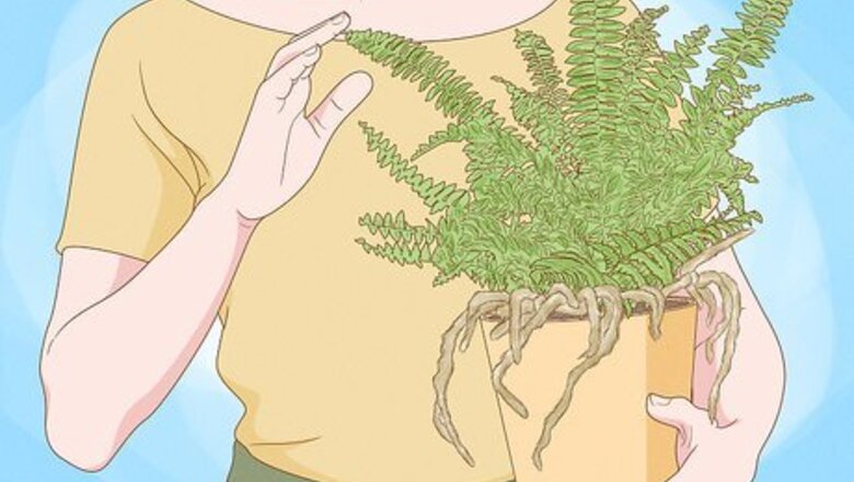 How to Grow a Rabbit Foot Fern