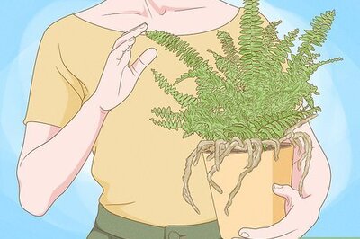 How to Grow a Rabbit Foot Fern