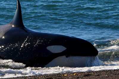 Watch | Lone Orca Rips Apart, Makes Meal of Great White Shark