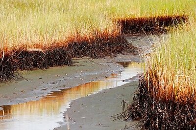 $215M In BP Oil Spill Money To Restore Louisiana Marshes