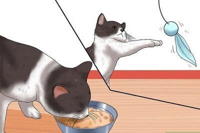 How to Encourage Your Cat to Go to Sleep