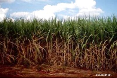 Act to protect cane growers comes into effect in Karnataka