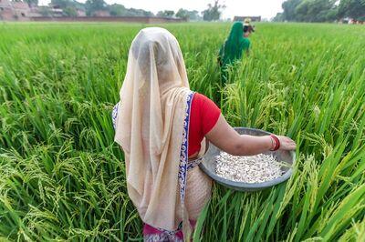 Govt Buys 368.7 Lakh Ton Kharif Paddy So Far at MSP for Rs 69,612 Crore