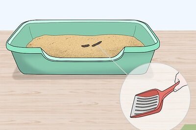 How to Prevent Your Litter Box from Stinking up Your House