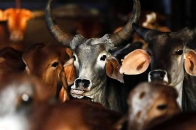 Gau Rakshaks Hit Out at PM Modi, Hindu Mahasabha Mulls Legal Action