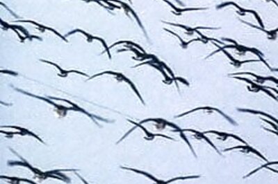 A bird's eye view of Delhi's fauna