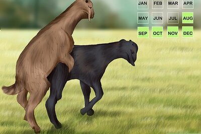 How to Breed Goats