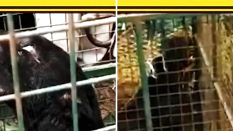 In Mangaluru, Dramatic Rescue Operation Saves Black Panther Trapped In Well