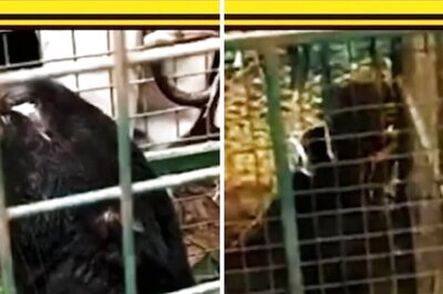 In Mangaluru, Dramatic Rescue Operation Saves Black Panther Trapped In Well