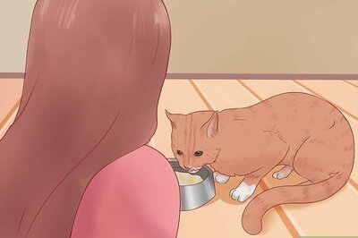 How to Get Your Cat to Come Inside