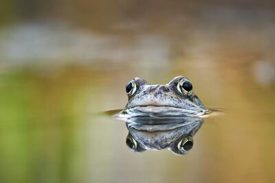 In Andhra Pradesh's Velerupadu, Rare Dotted Frog Found Amid Heavy Rains