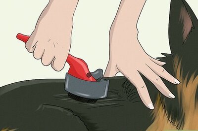 How to Keep a German Shepherd's Coat Shiny