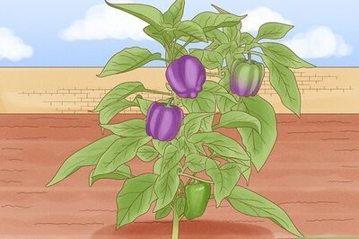 How to Tell if a Purple Bell Pepper Is Ripe