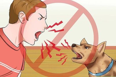 How Do You Train a Dog Not to Bark?