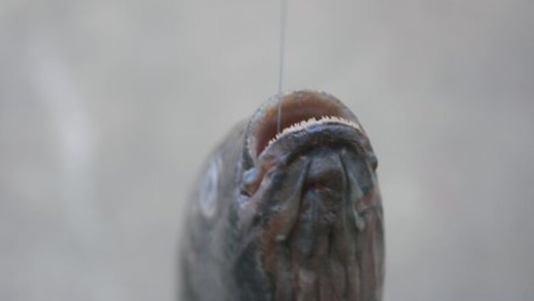 How to Get a Hook out of a Fish's Throat